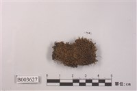 藏品(叢苔科)的圖片